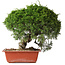 Juniperus chinensis Itoigawa, 28 cm, ± 30 jaar oud