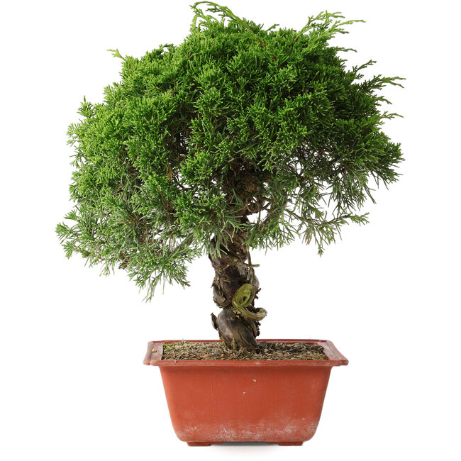 Juniperus chinensis Itoigawa, 33 cm, ± 30 anni