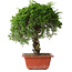 Juniperus chinensis Itoigawa, 33 cm, ± 30 jaar oud