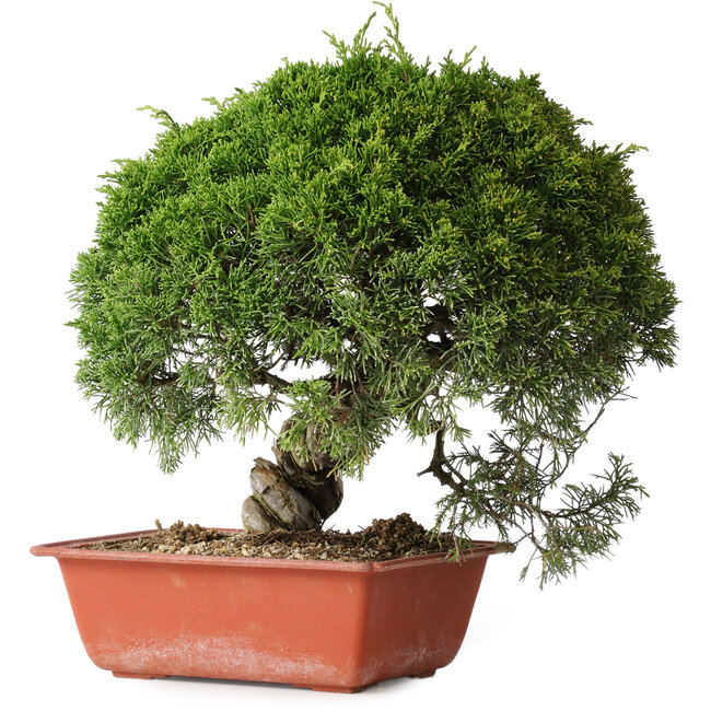 Juniperus chinensis Itoigawa, 28 cm, ± 30 years old