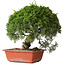 Juniperus chinensis Itoigawa, 28 cm, ± 30 jaar oud