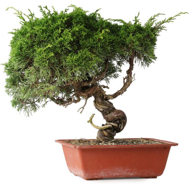 Juniperus chinensis Itoigawa, 33 cm, ± 30 Jahre alt