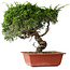 Juniperus chinensis Itoigawa, 33 cm, ± 30 jaar oud