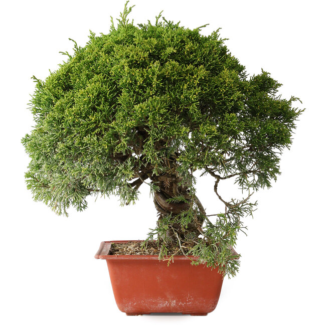 Juniperus chinensis Itoigawa, 28 cm, ± 30 anni