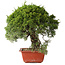 Juniperus chinensis Itoigawa, 28 cm, ± 30 jaar oud