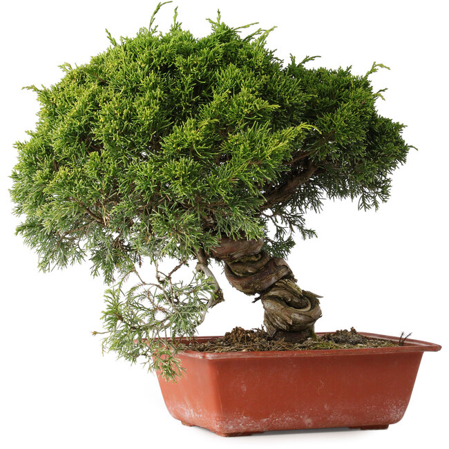 Juniperus chinensis Itoigawa, 28 cm, ± 30 years old