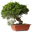 Juniperus chinensis Itoigawa, 28 cm, ± 30 jaar oud