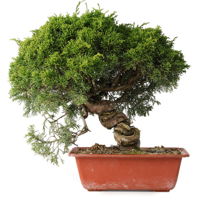 Juniperus chinensis Itoigawa, 28 cm, ± 30 años