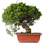 Juniperus chinensis Itoigawa, 28 cm, ± 30 jaar oud