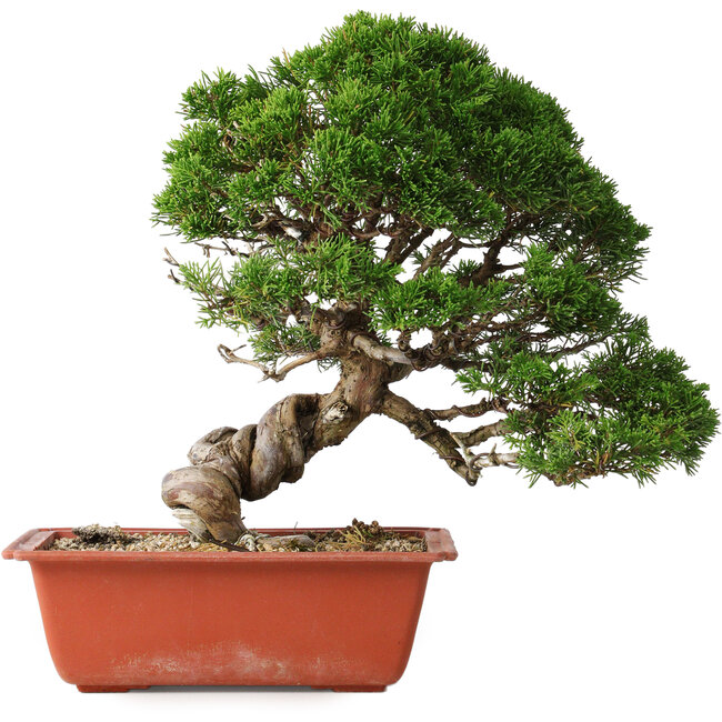 Juniperus chinensis Itoigawa, 28 cm, ± 30 jaar oud