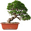Juniperus chinensis Itoigawa, 28 cm, ± 30 jaar oud