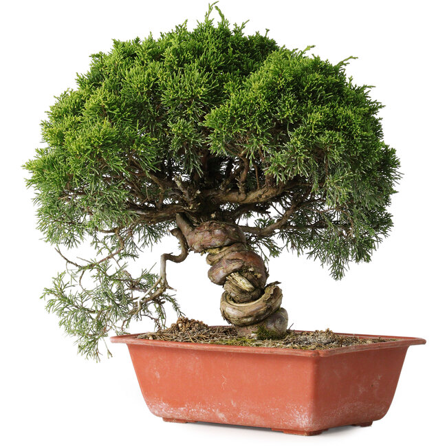 Juniperus chinensis Itoigawa, 28 cm, ± 30 ans