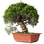 Juniperus chinensis Itoigawa, 28 cm, ± 30 jaar oud