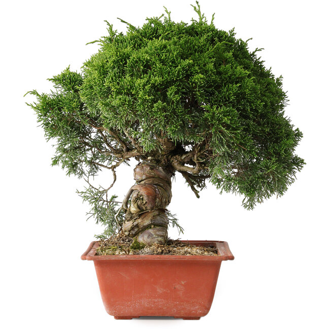 Juniperus chinensis Itoigawa, 28 cm, ± 30 ans