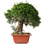 Juniperus chinensis Itoigawa, 28 cm, ± 30 jaar oud