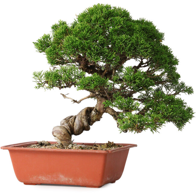 Juniperus chinensis Itoigawa, 28 cm, ± 30 years old