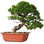 Juniperus chinensis Itoigawa, 28 cm, ± 30 jaar oud