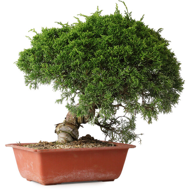 Juniperus chinensis Itoigawa, 28 cm, ± 30 jaar oud