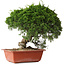 Juniperus chinensis Itoigawa, 28 cm, ± 30 jaar oud