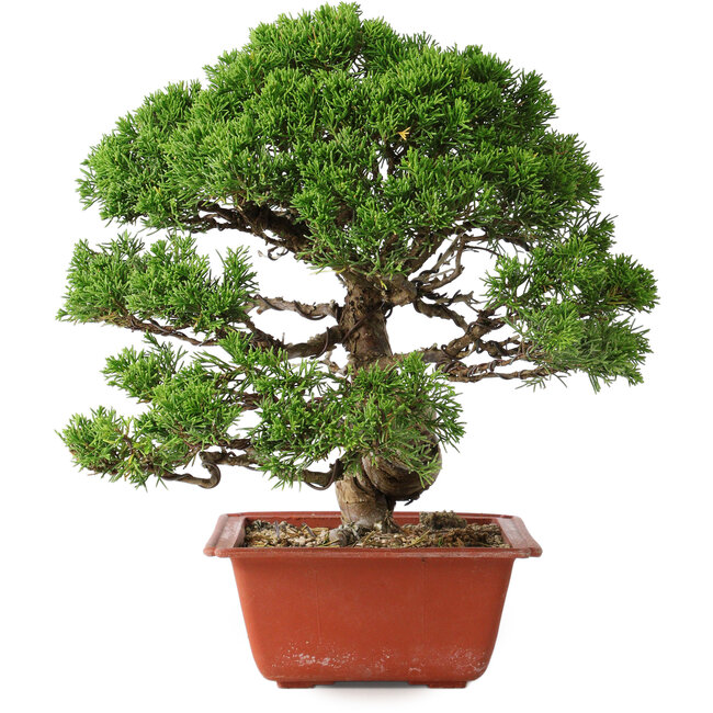 Juniperus chinensis Itoigawa, 28 cm, ± 30 años