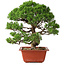 Juniperus chinensis Itoigawa, 28 cm, ± 30 jaar oud