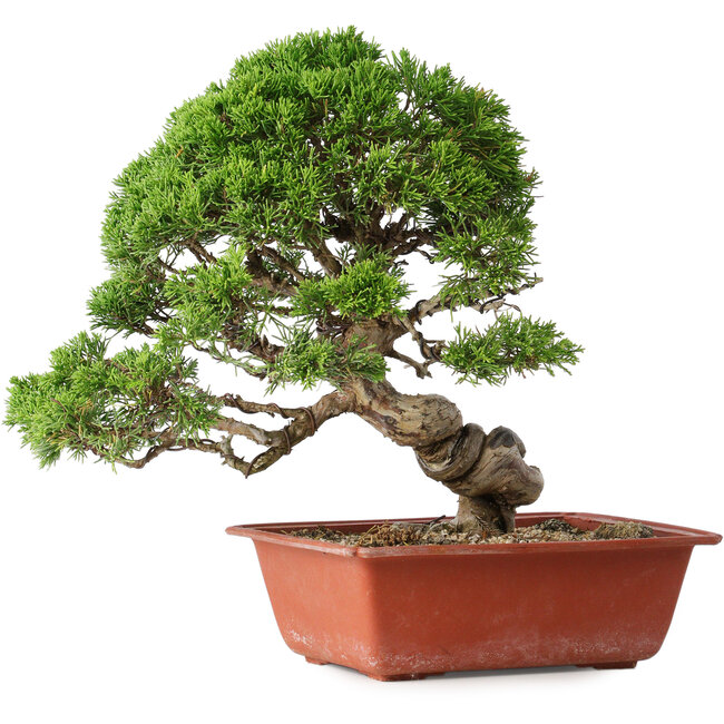Juniperus chinensis Itoigawa, 28 cm, ± 30 anni