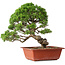 Juniperus chinensis Itoigawa, 28 cm, ± 30 jaar oud