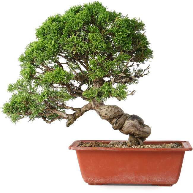 Juniperus chinensis Itoigawa, 28 cm, ± 30 años