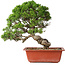 Juniperus chinensis Itoigawa, 28 cm, ± 30 jaar oud