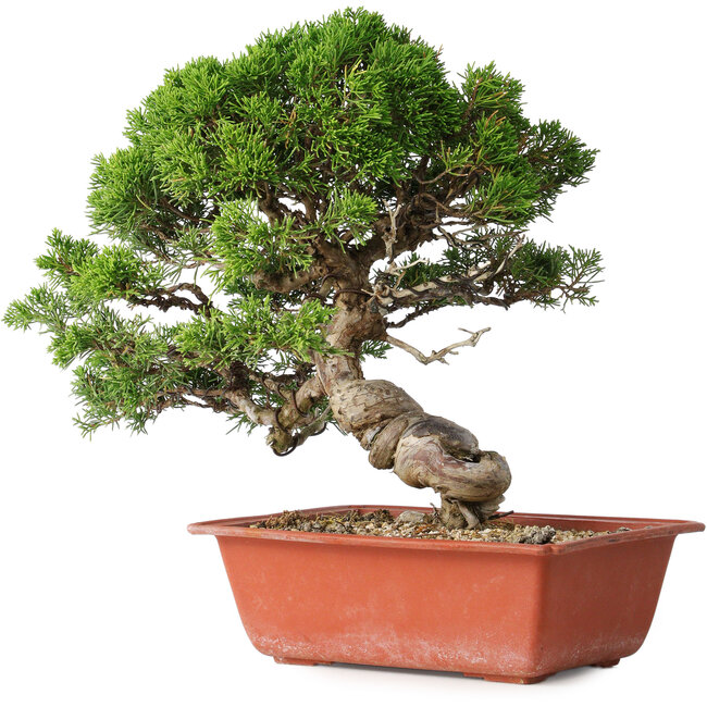 Juniperus chinensis Itoigawa, 28 cm, ± 30 Jahre alt