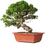 Juniperus chinensis Itoigawa, 28 cm, ± 30 jaar oud