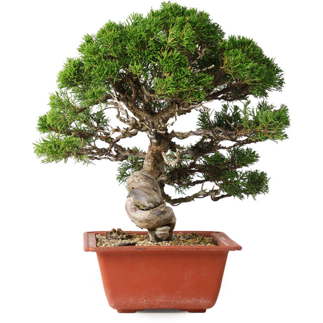 Juniperus chinensis Itoigawa, 28 cm, ± 30 years old