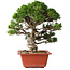 Juniperus chinensis Itoigawa, 28 cm, ± 30 jaar oud