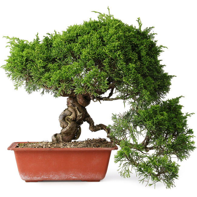 Juniperus chinensis Itoigawa, 31 cm, ± 30 jaar oud