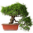 Juniperus chinensis Itoigawa, 31 cm, ± 30 jaar oud