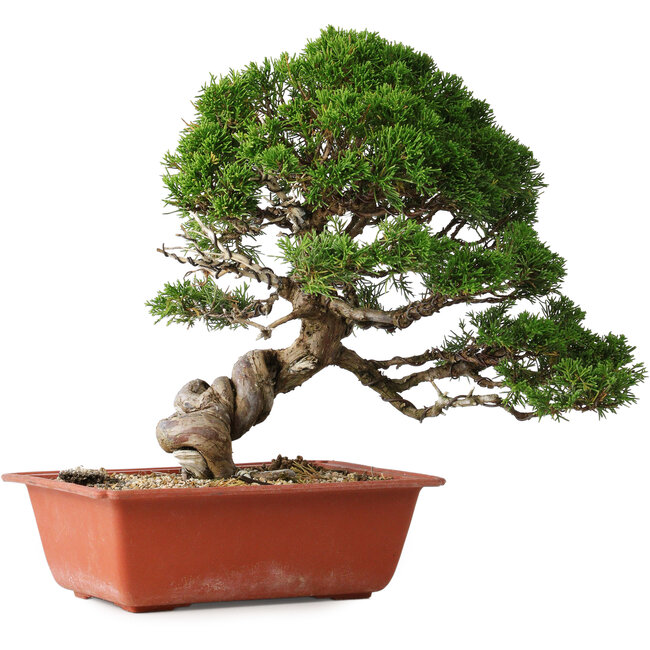 Juniperus chinensis Itoigawa, 28 cm, ± 30 anni
