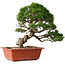 Juniperus chinensis Itoigawa, 28 cm, ± 30 Jahre alt