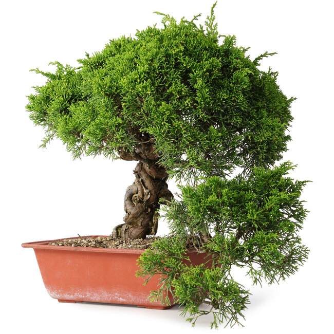Juniperus chinensis Itoigawa, 31 cm, ± 30 years old