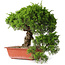 Juniperus chinensis Itoigawa, 31 cm, ± 30 jaar oud