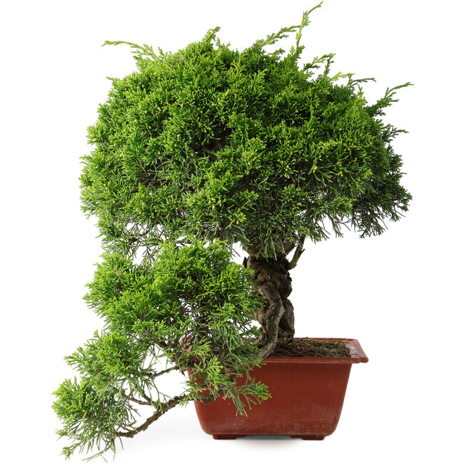 Juniperus chinensis Itoigawa, 31 cm, ± 30 anni