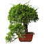 Juniperus chinensis Itoigawa, 31 cm, ± 30 jaar oud
