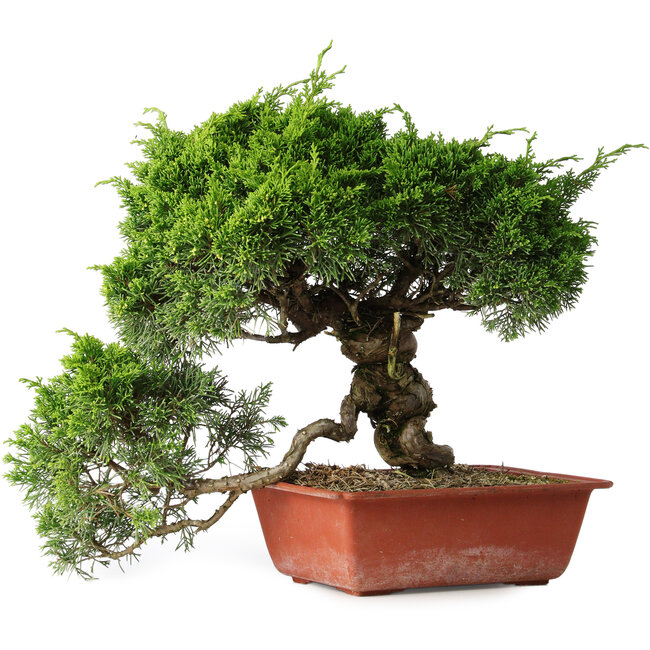 Juniperus chinensis Itoigawa, 31 cm, ± 30 años