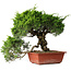 Juniperus chinensis Itoigawa, 31 cm, ± 30 jaar oud
