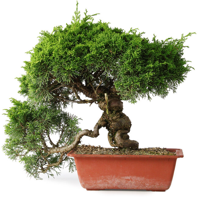 Juniperus chinensis Itoigawa, 31 cm, ± 30 Jahre alt