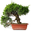 Juniperus chinensis Itoigawa, 31 cm, ± 30 jaar oud