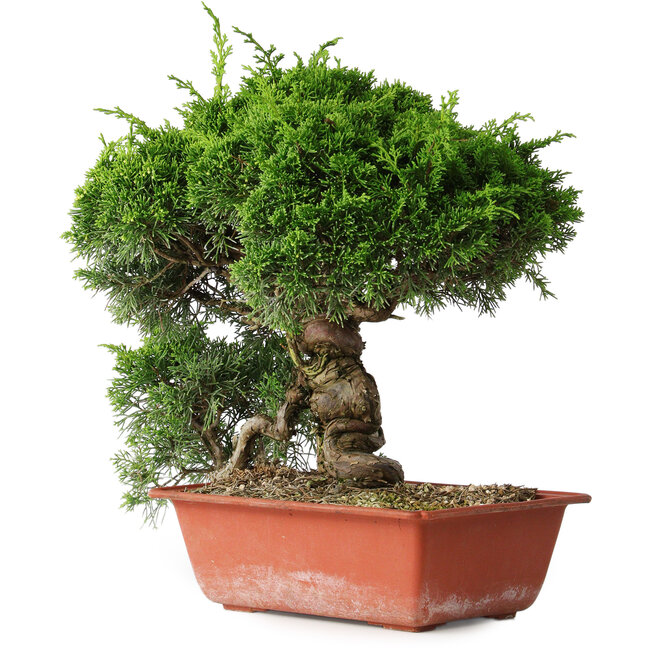 Juniperus chinensis Itoigawa, 31 cm, ± 30 years old