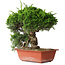Juniperus chinensis Itoigawa, 31 cm, ± 30 jaar oud