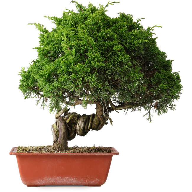 Juniperus chinensis Itoigawa, 33 cm, ± 30 jaar oud