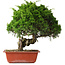 Juniperus chinensis Itoigawa, 33 cm, ± 30 jaar oud