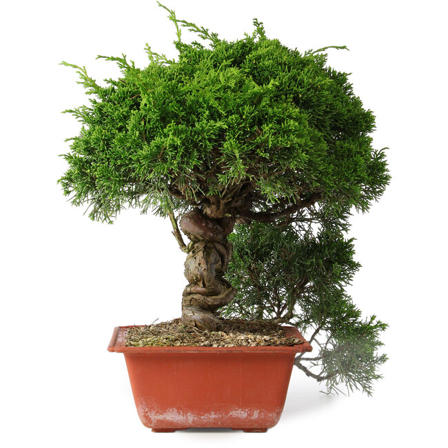 Juniperus chinensis Itoigawa, 31 cm, ± 30 años